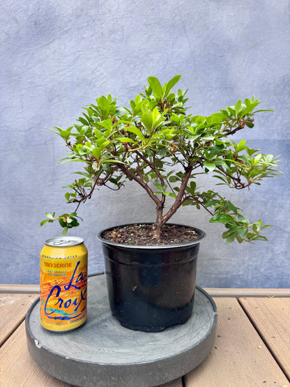 Asahi-no-Hikari Satsuki Azalea