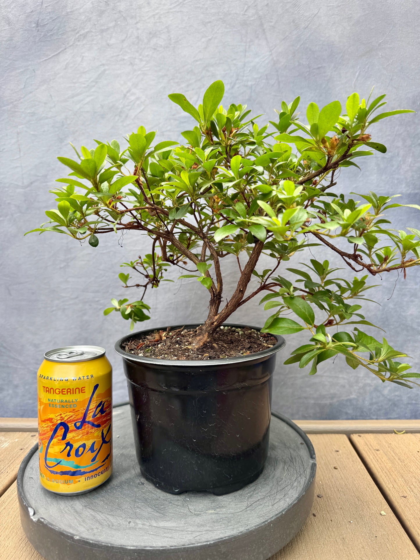 Asahi-no-Hikari Satsuki Azalea