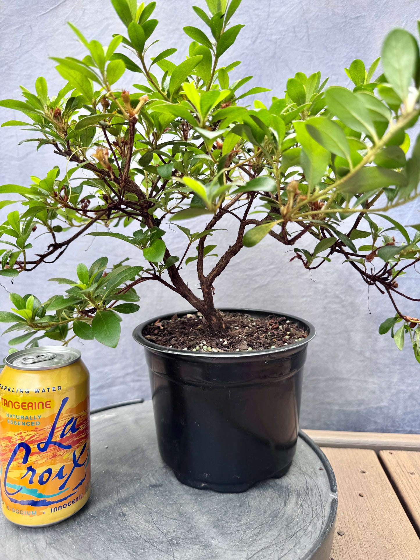 Asahi-no-Hikari Satsuki Azalea