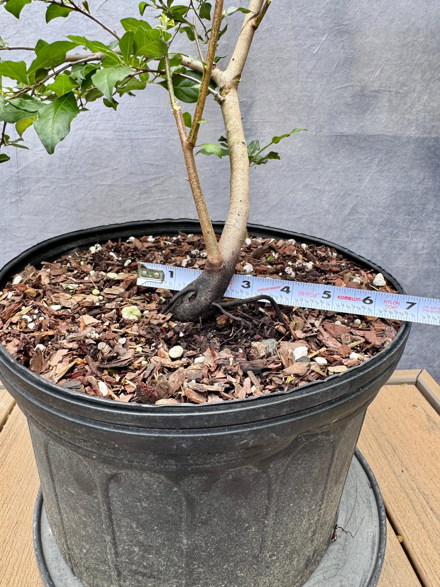 Female Princess Persimmon #7