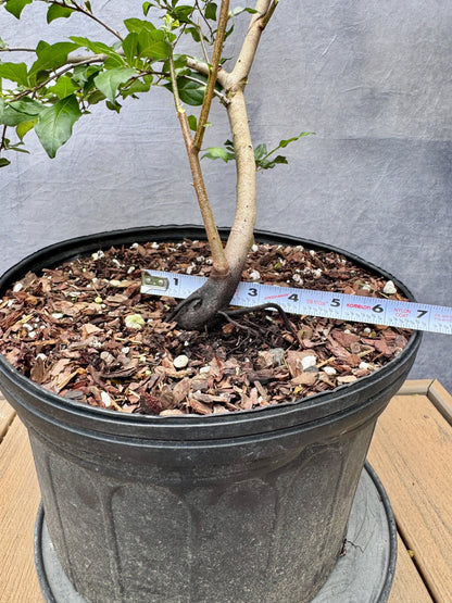 Female Princess Persimmon #7
