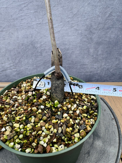 Female Princess Persimmon #8