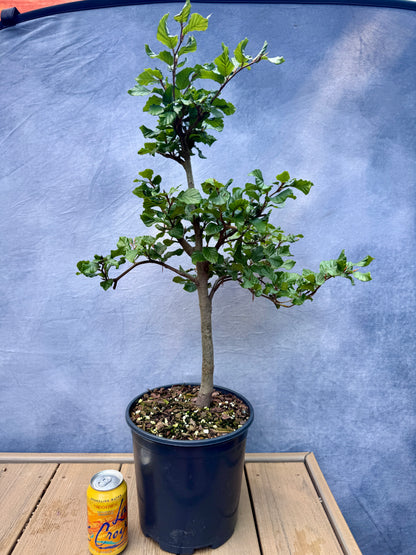 European Beech #3