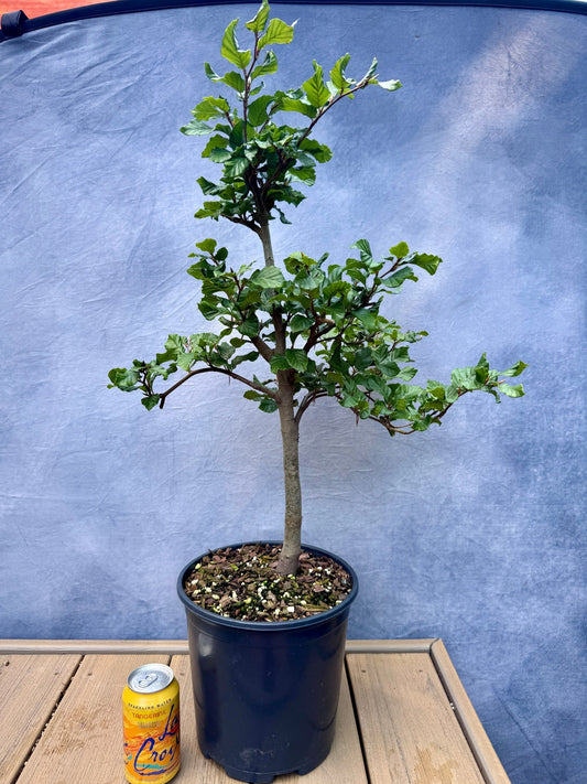 European Beech #3