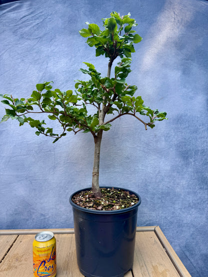 European Beech #3