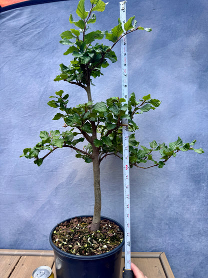 European Beech #3