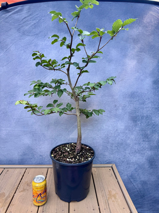 European Beech #4