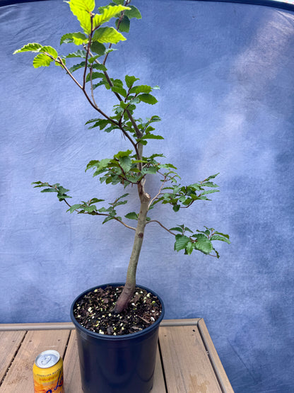 European Beech #4