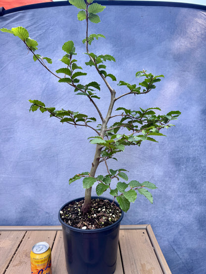European Beech #4