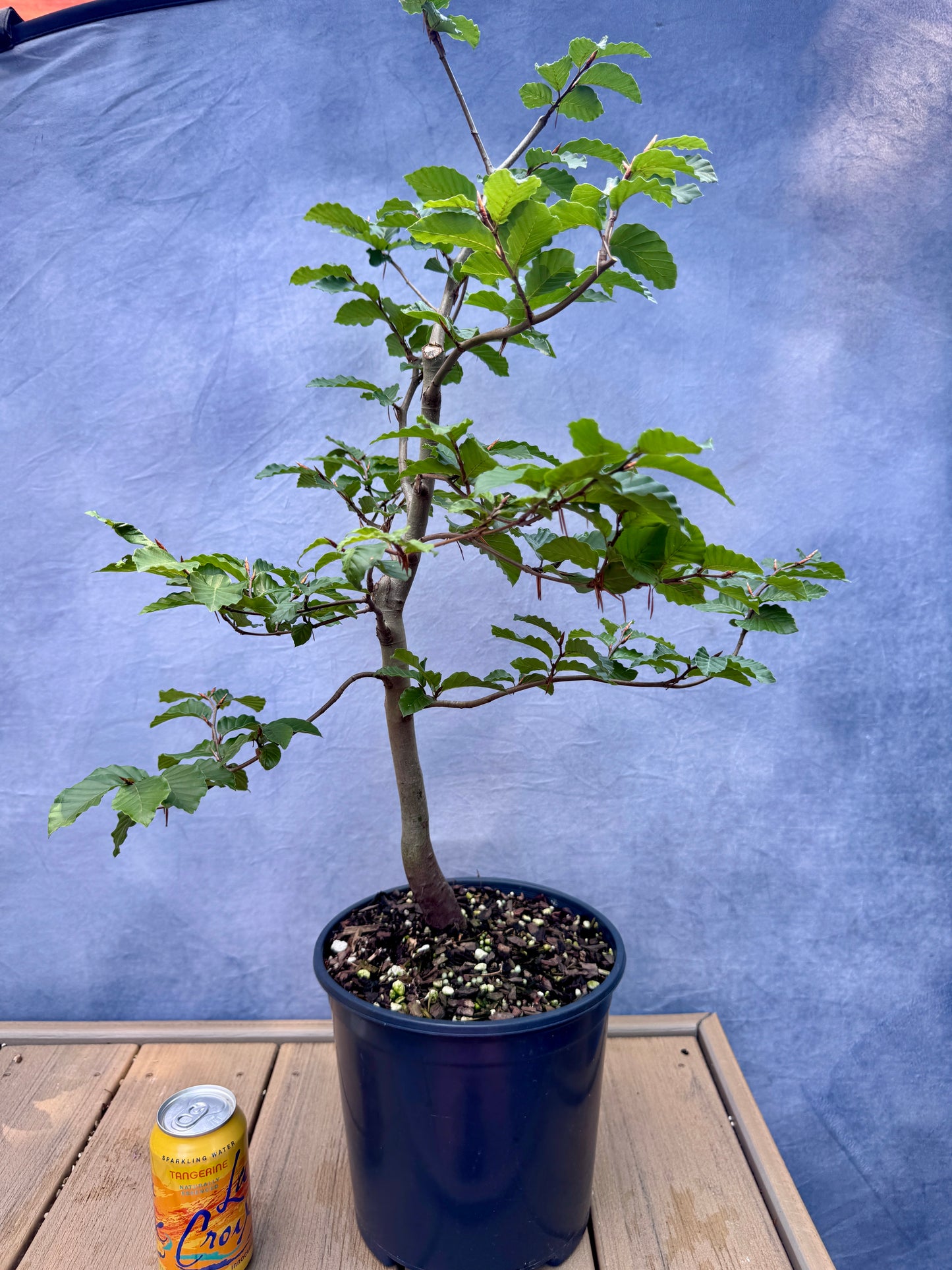 European Beech #4