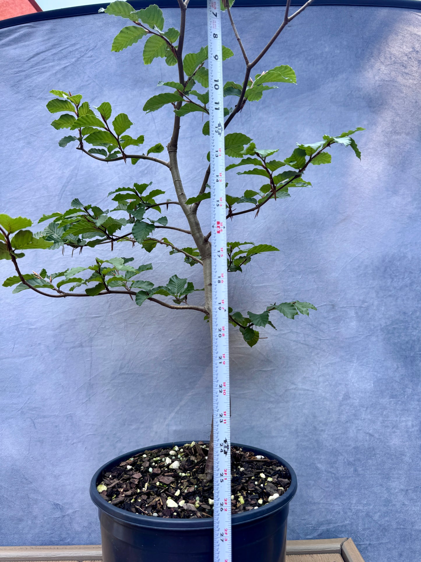 European Beech #4