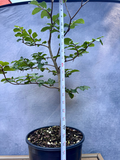 European Beech #4