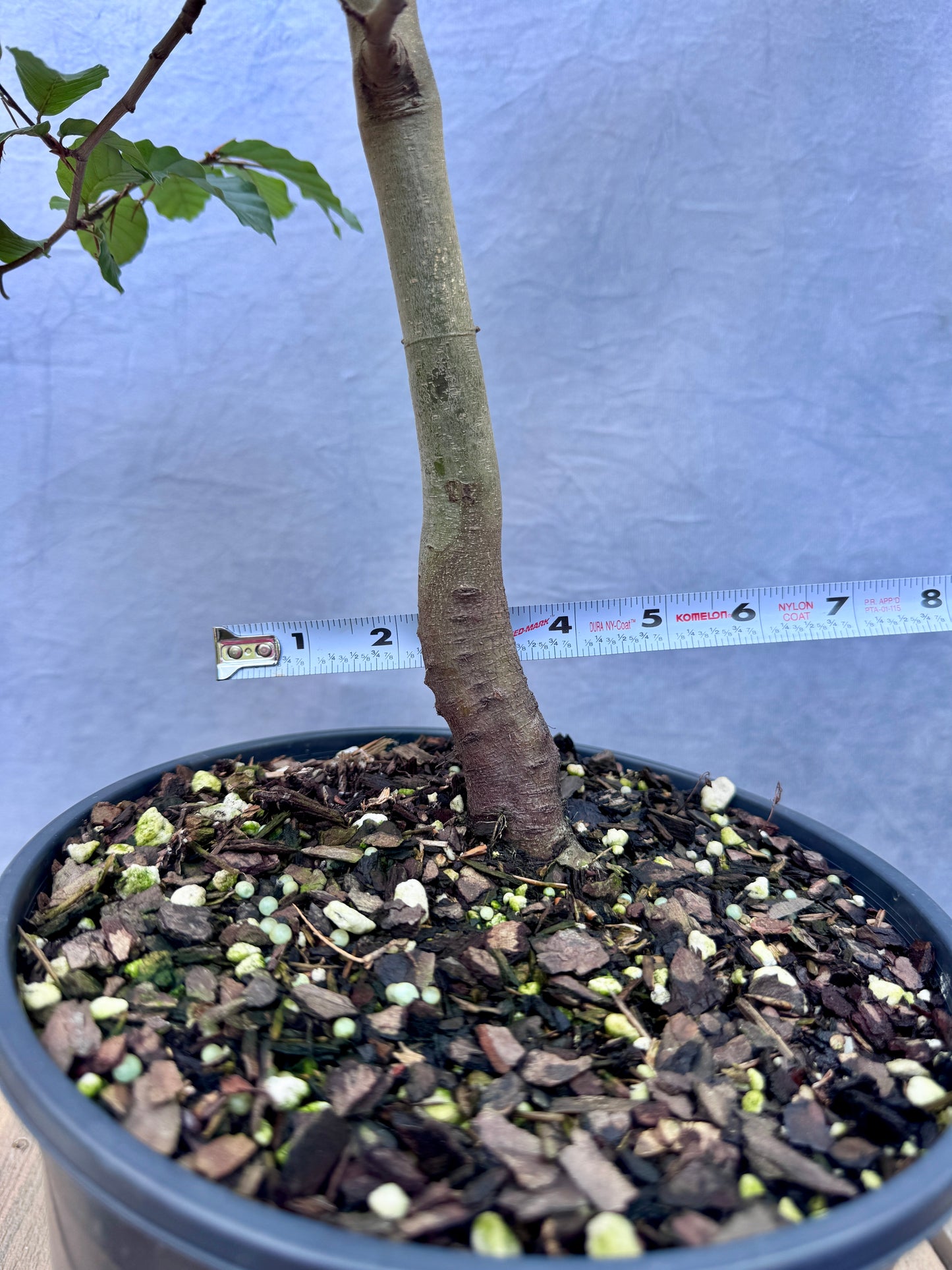European Beech #4