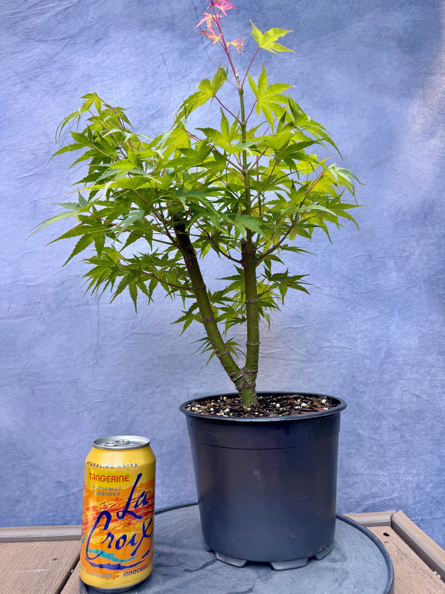 'Arakawa' Japanese Maple #2