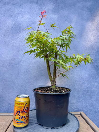 'Arakawa' Japanese Maple #2