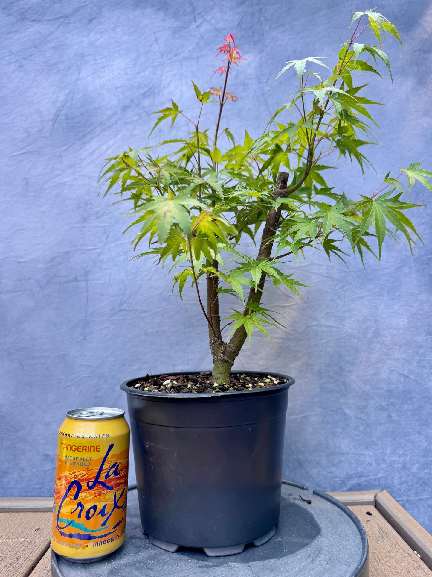 'Arakawa' Japanese Maple #2
