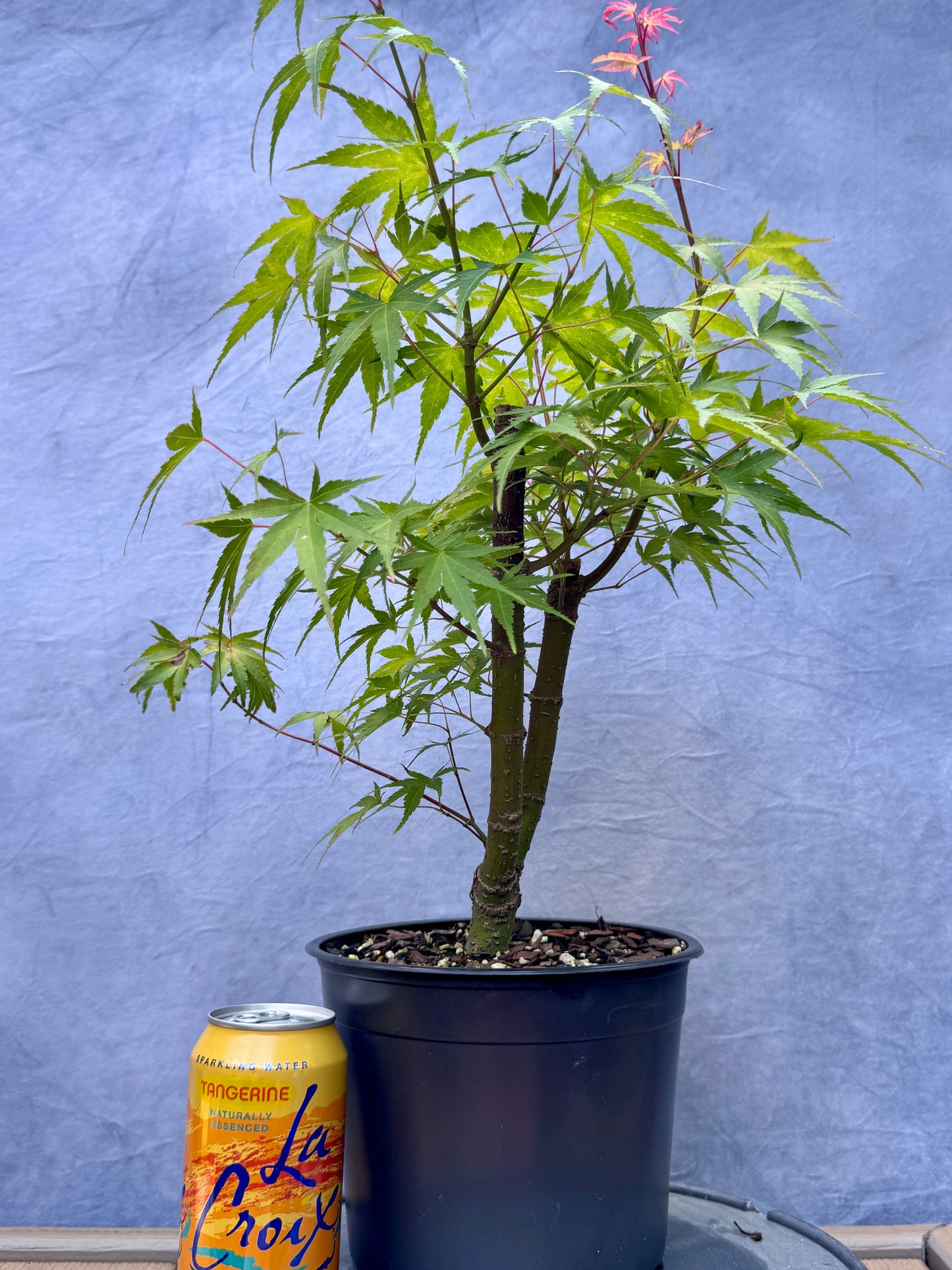 'Arakawa' Japanese Maple #2