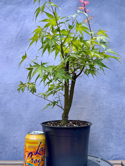 'Arakawa' Japanese Maple #2