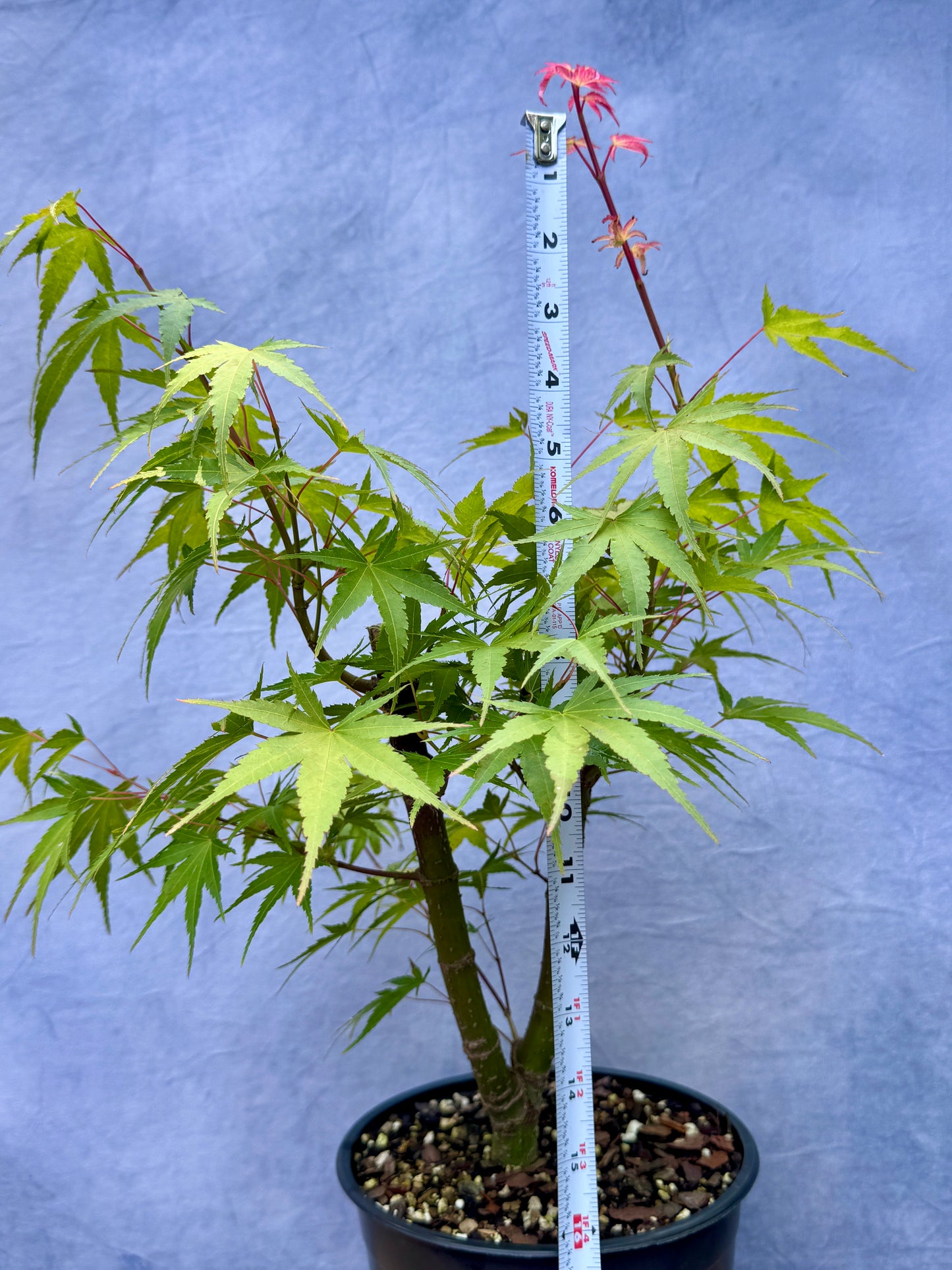 'Arakawa' Japanese Maple #2