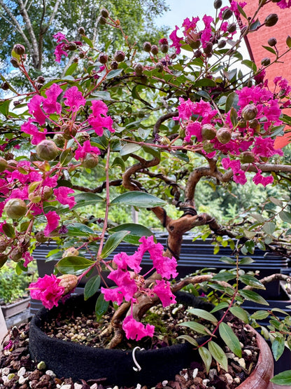 Dwarf Weeping Crape Myrtle #2