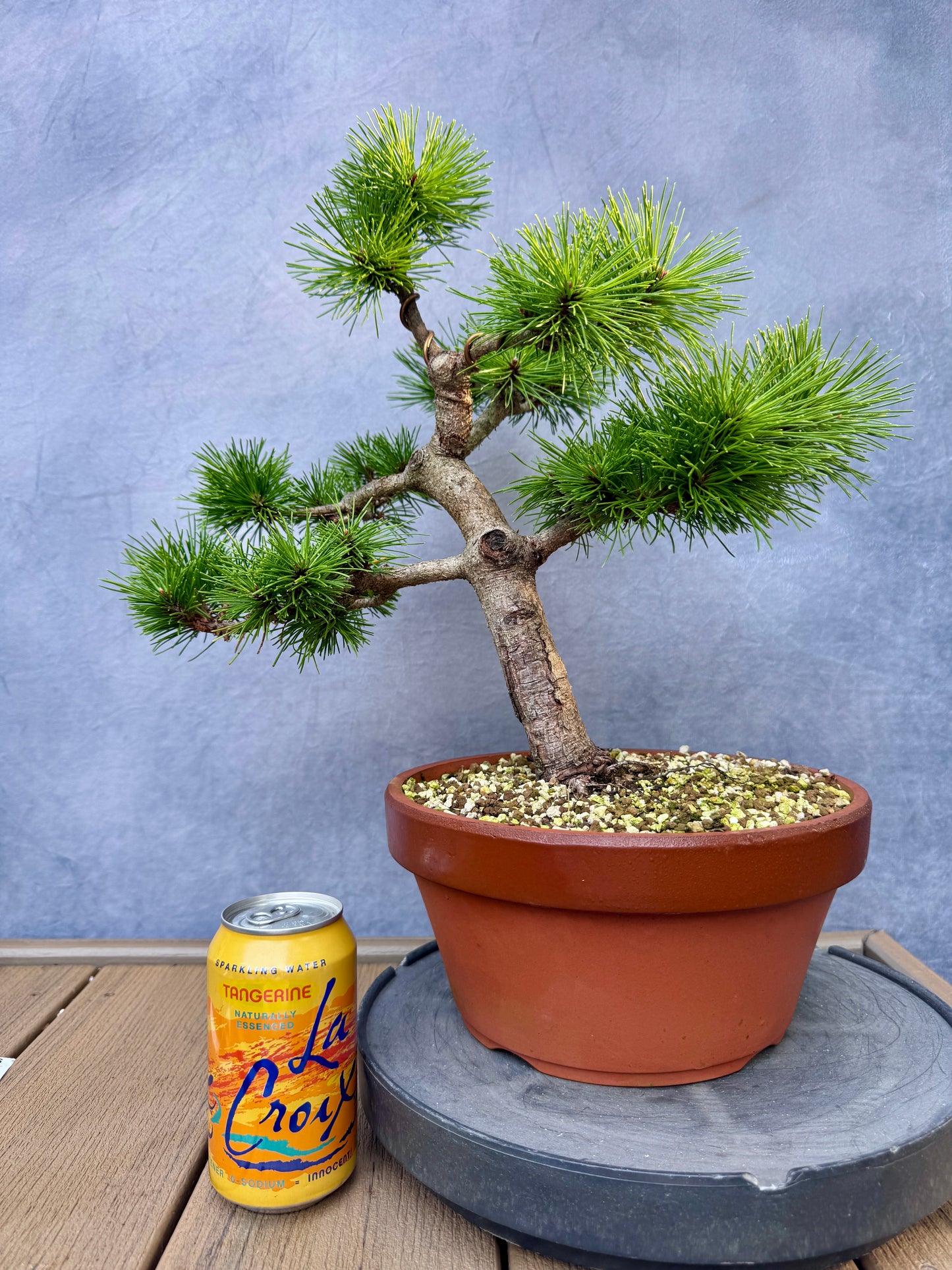 'Jane Kluis' Japanese Red Pine #1
