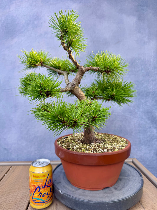 'Jane Kluis' Japanese Red Pine #1