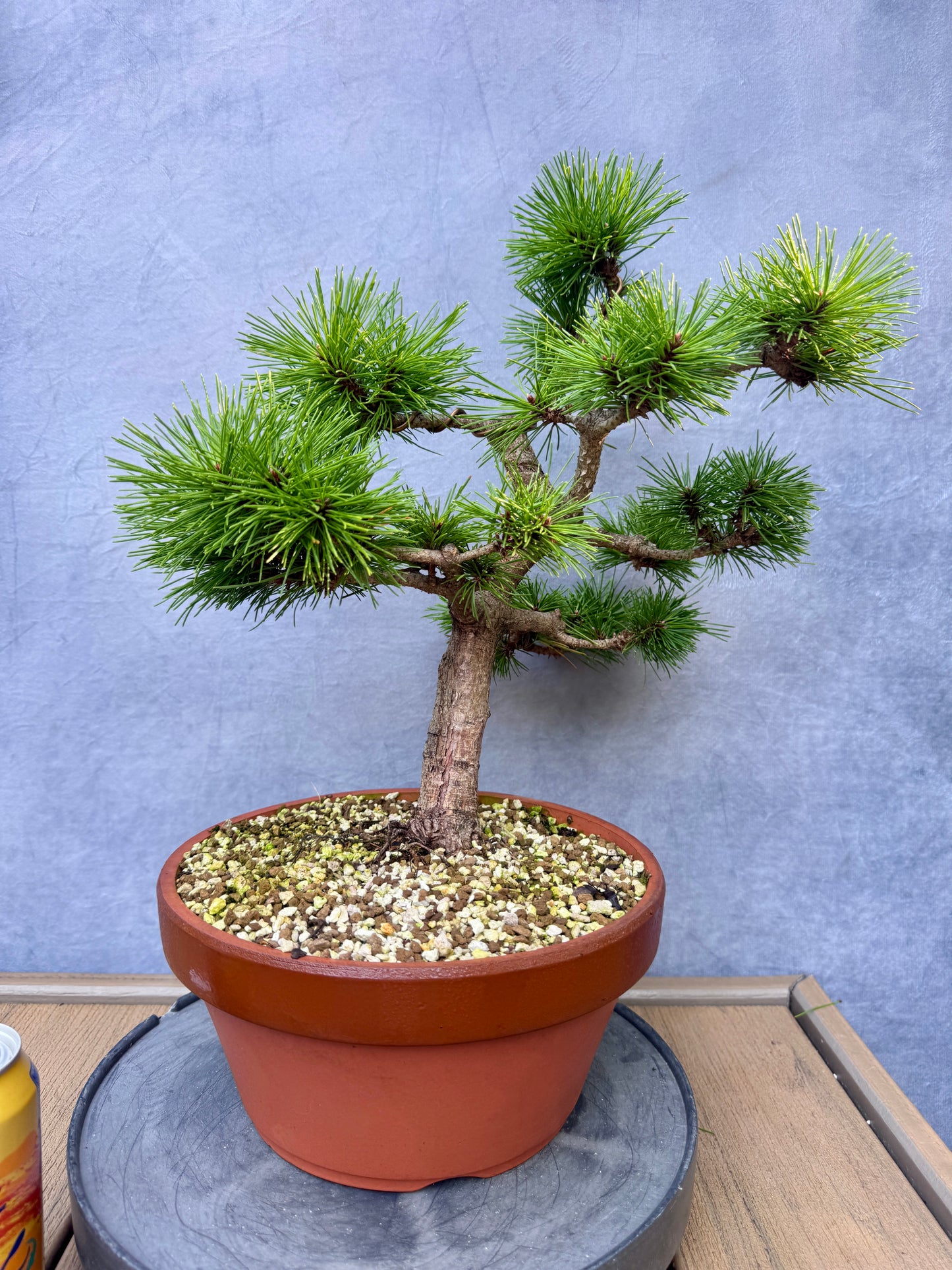 'Jane Kluis' Japanese Red Pine #1
