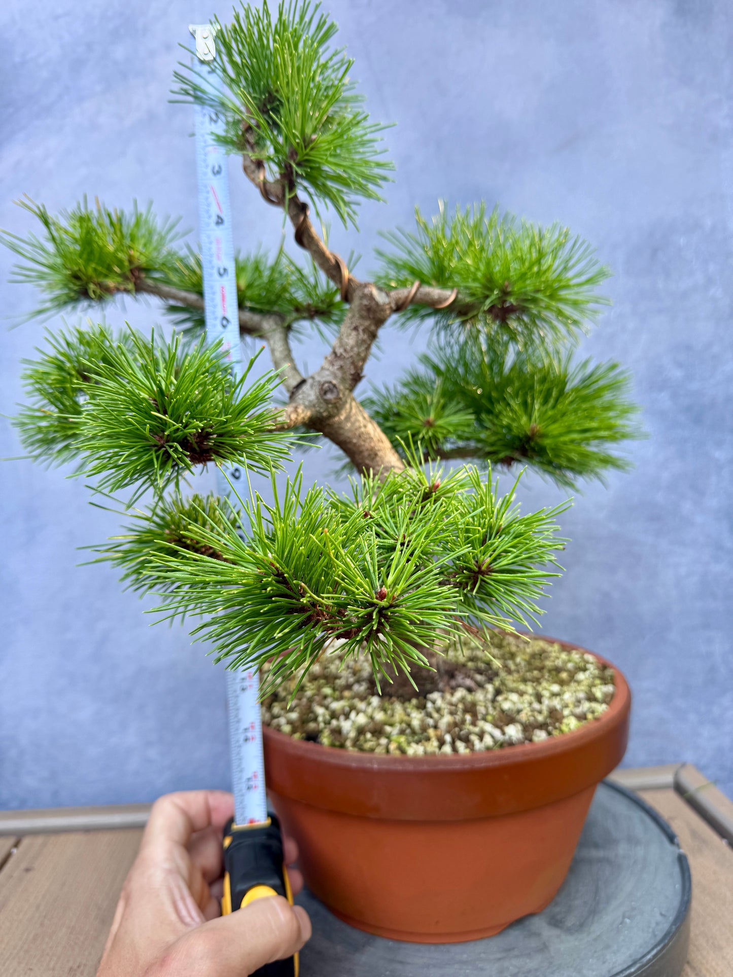 'Jane Kluis' Japanese Red Pine #1