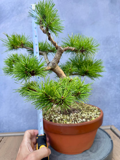 'Jane Kluis' Japanese Red Pine #1