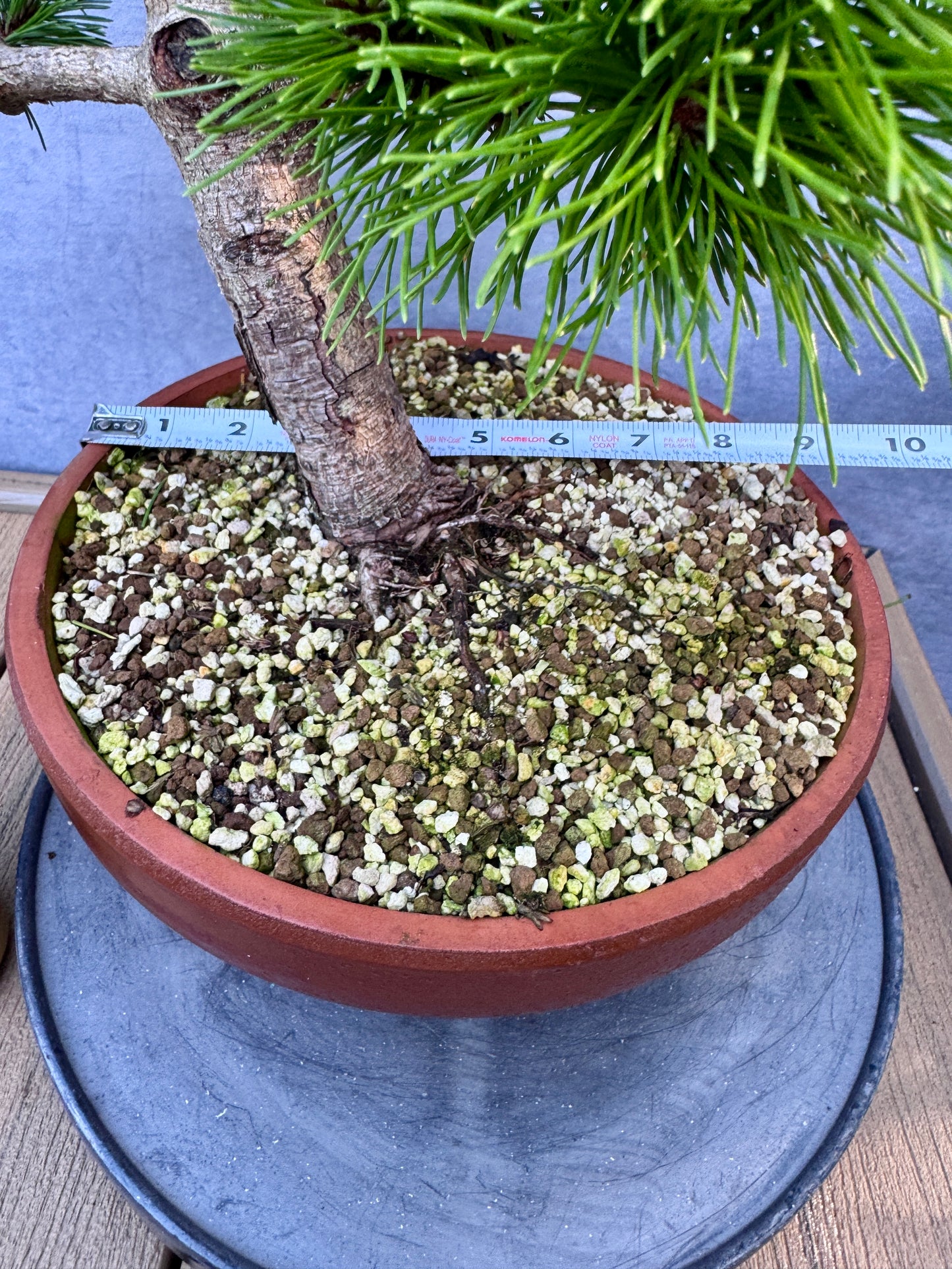 'Jane Kluis' Japanese Red Pine #1