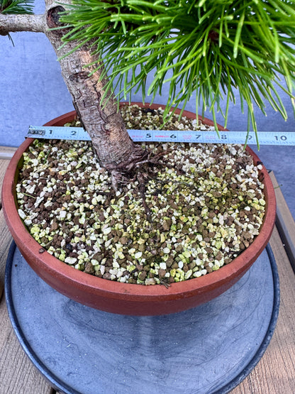 'Jane Kluis' Japanese Red Pine #1