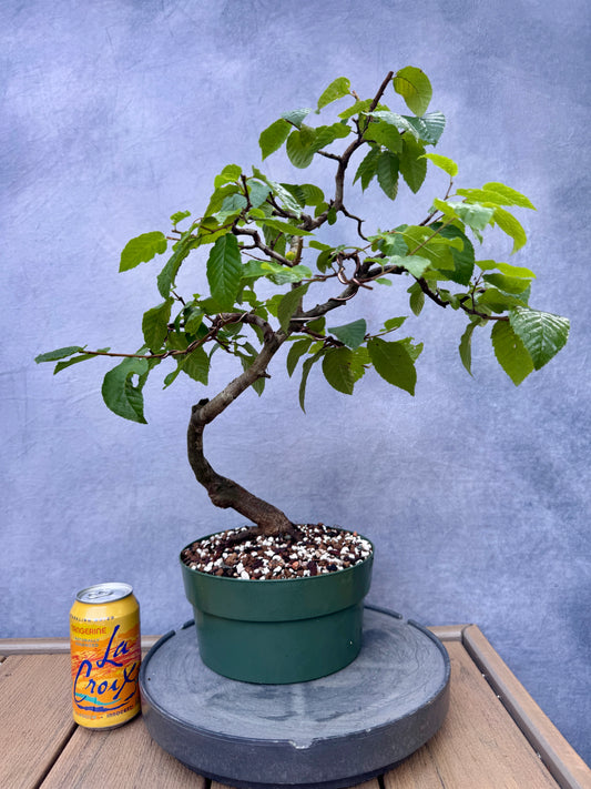 American Hornbeam #1