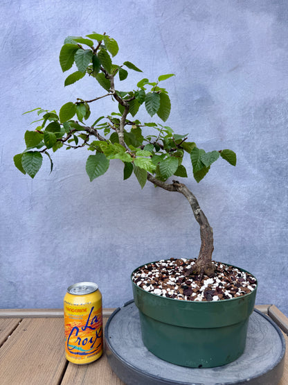 American Hornbeam #1