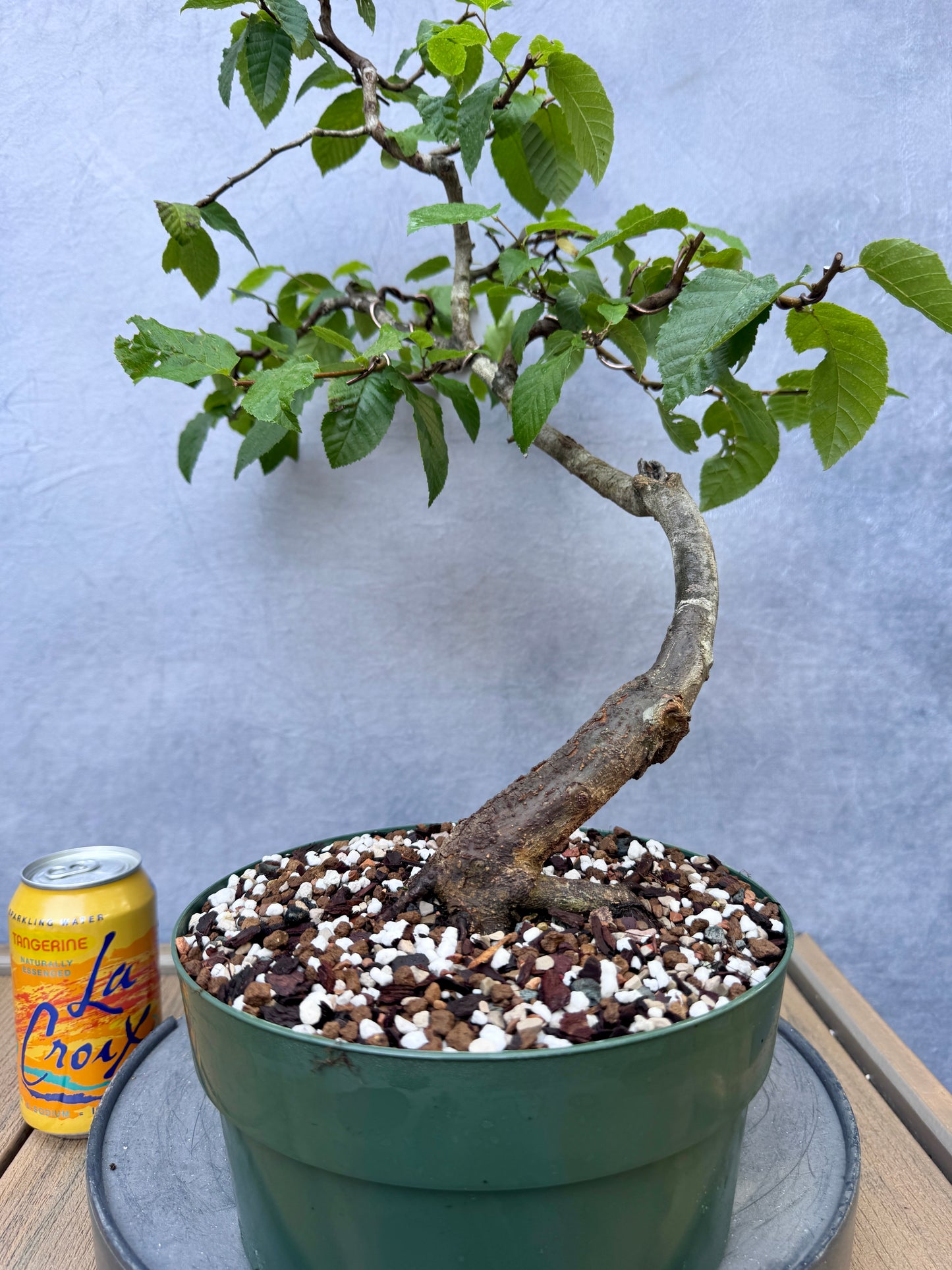 American Hornbeam #1
