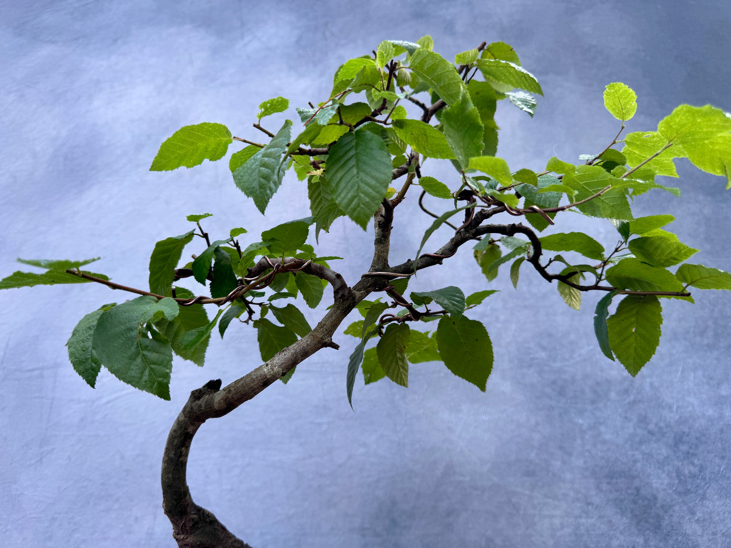 American Hornbeam #1