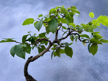 American Hornbeam #1