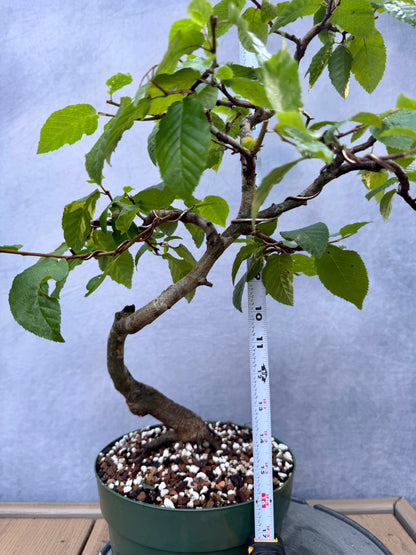 American Hornbeam #1