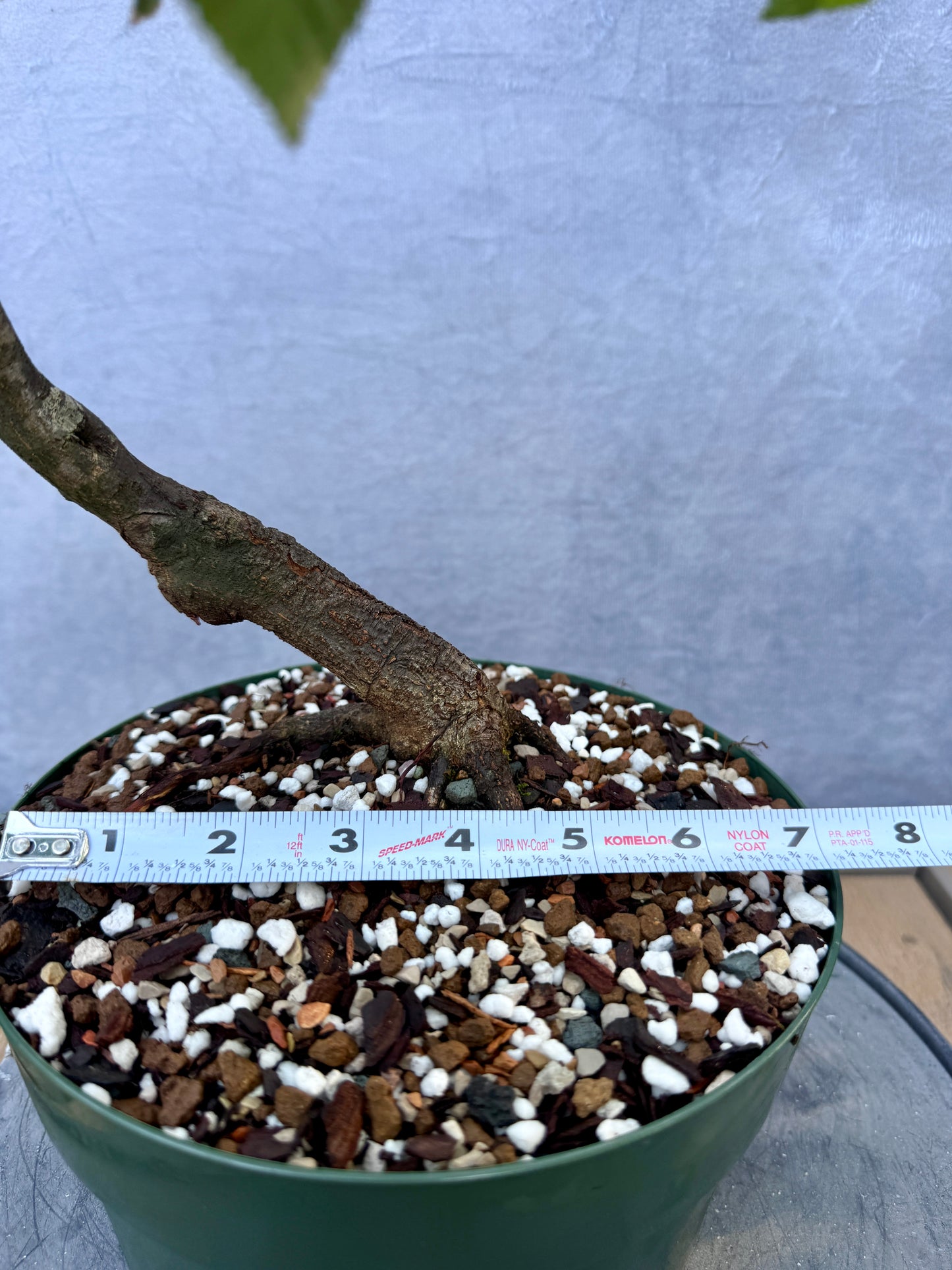 American Hornbeam #1