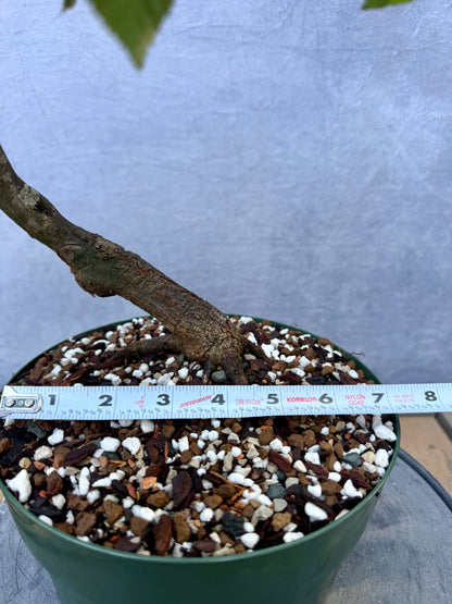 American Hornbeam #1