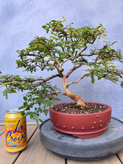 Dwarf Weeping Crape Myrtle #2