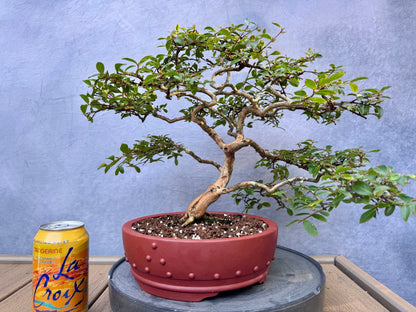 Dwarf Weeping Crape Myrtle #2