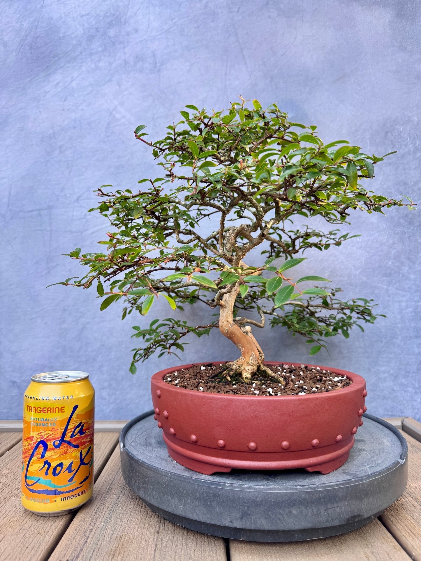 Dwarf Weeping Crape Myrtle #2