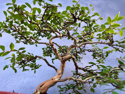 Dwarf Weeping Crape Myrtle #2