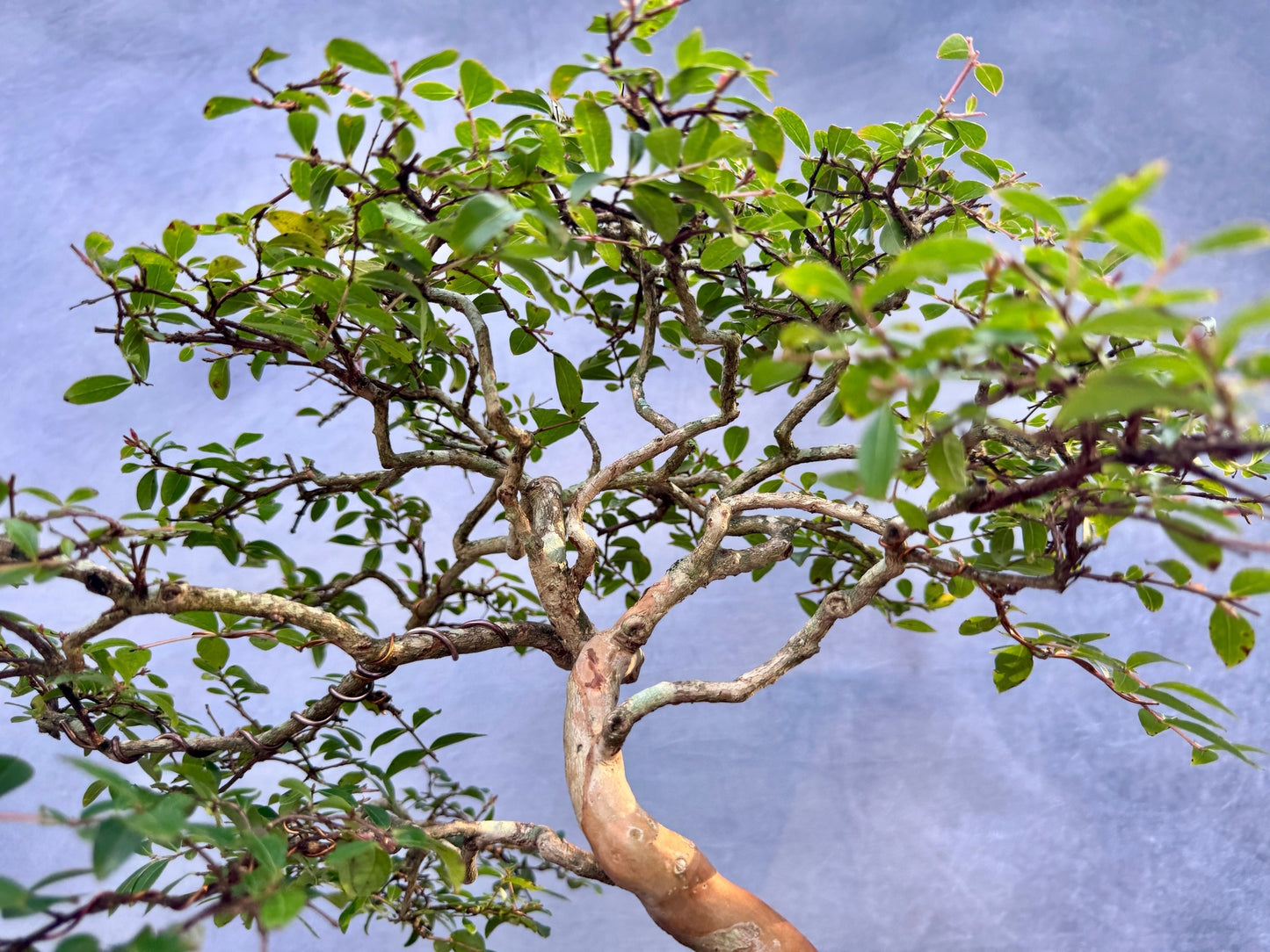 Dwarf Weeping Crape Myrtle #2