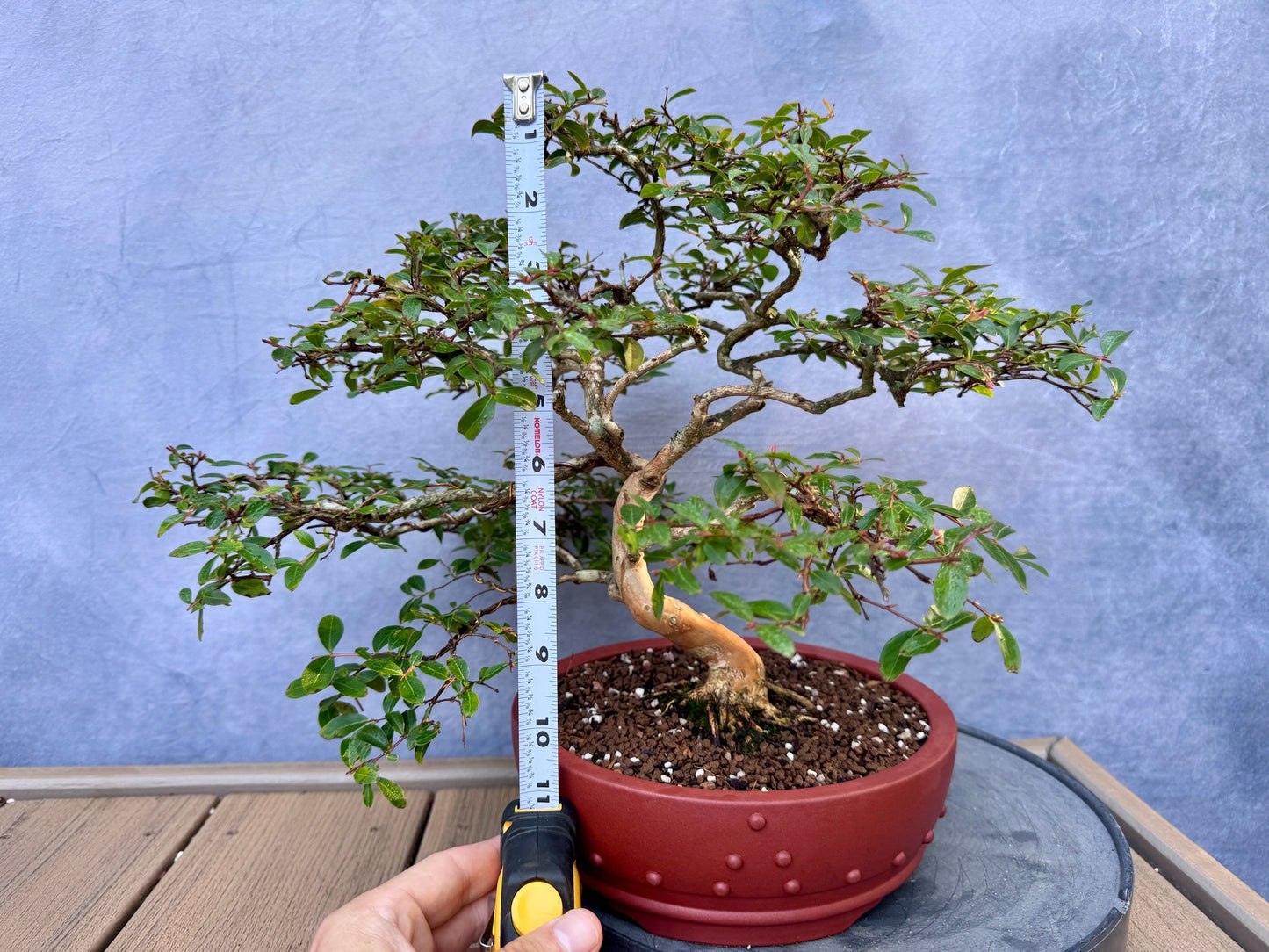 Dwarf Weeping Crape Myrtle #2