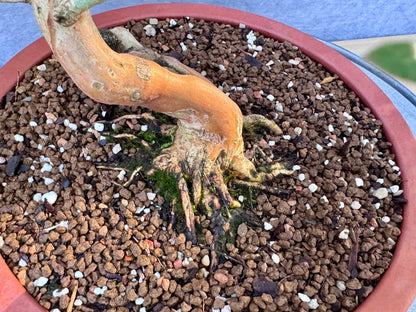 Dwarf Weeping Crape Myrtle #2