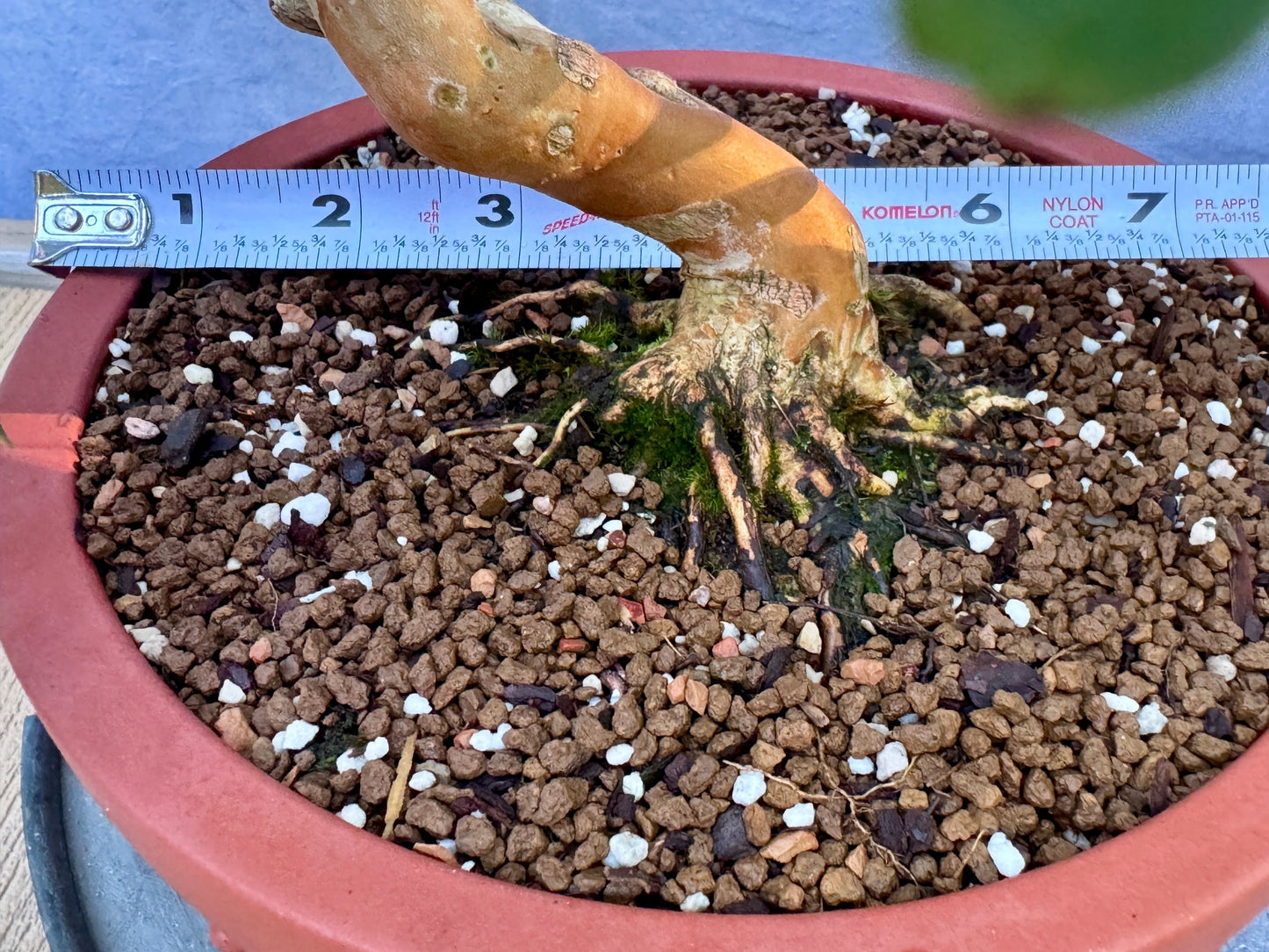 Dwarf Weeping Crape Myrtle #2