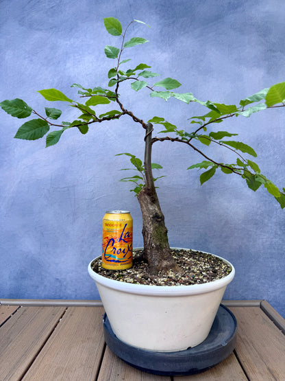 American Hornbeam #2