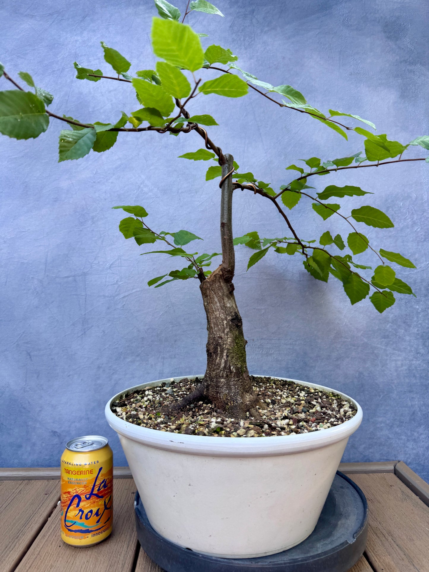 American Hornbeam #2