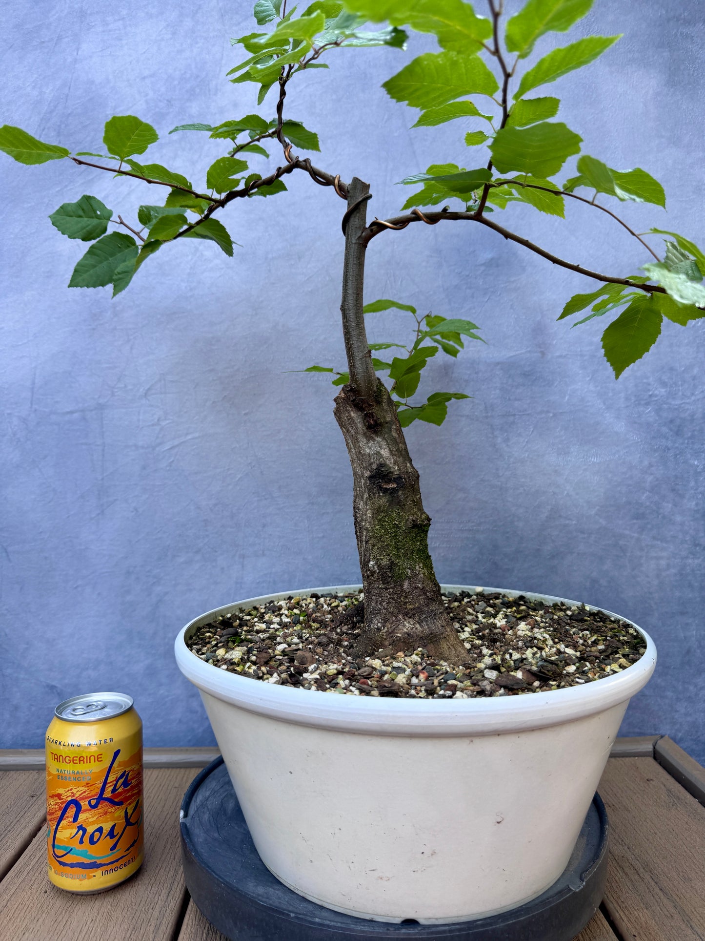 American Hornbeam #2